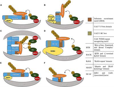 Cullin Ring Ubiquitin Ligases (CRLs) in Cancer: Responses to Ionizing Radiation (IR) Treatment